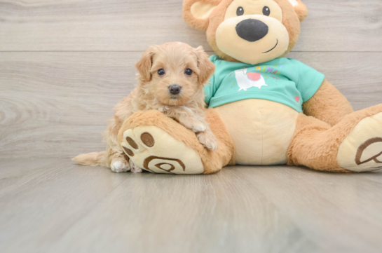 Friendly Maltipoo Baby