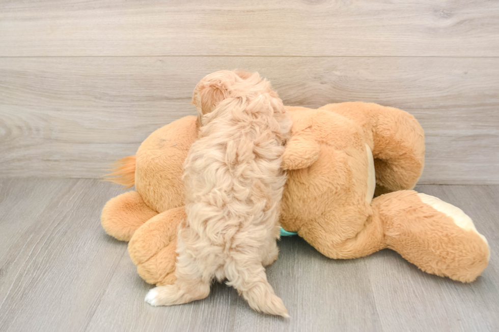 Adorable Maltese Poodle Poodle Mix Puppy