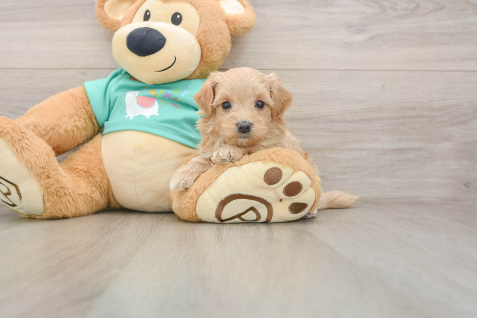 Maltipoo Puppy for Adoption