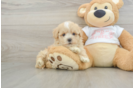 Best Maltipoo Baby