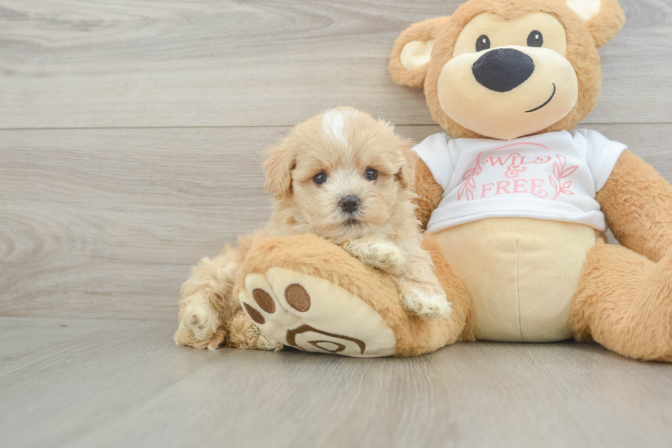 Best Maltipoo Baby