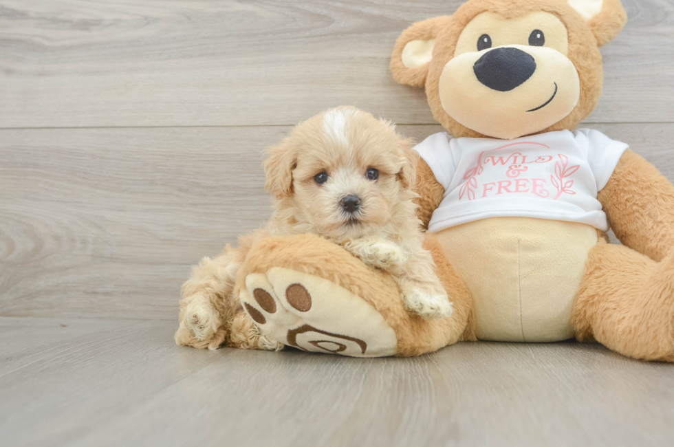 6 week old Maltipoo Puppy For Sale - Florida Fur Babies