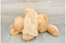 Best Maltipoo Baby