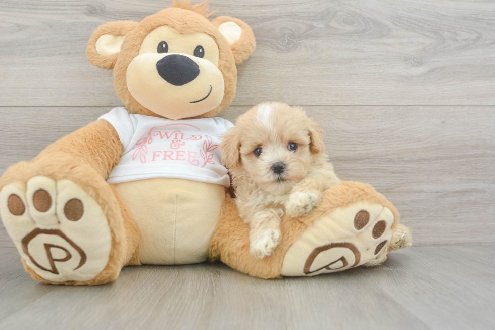 Small Maltipoo Baby