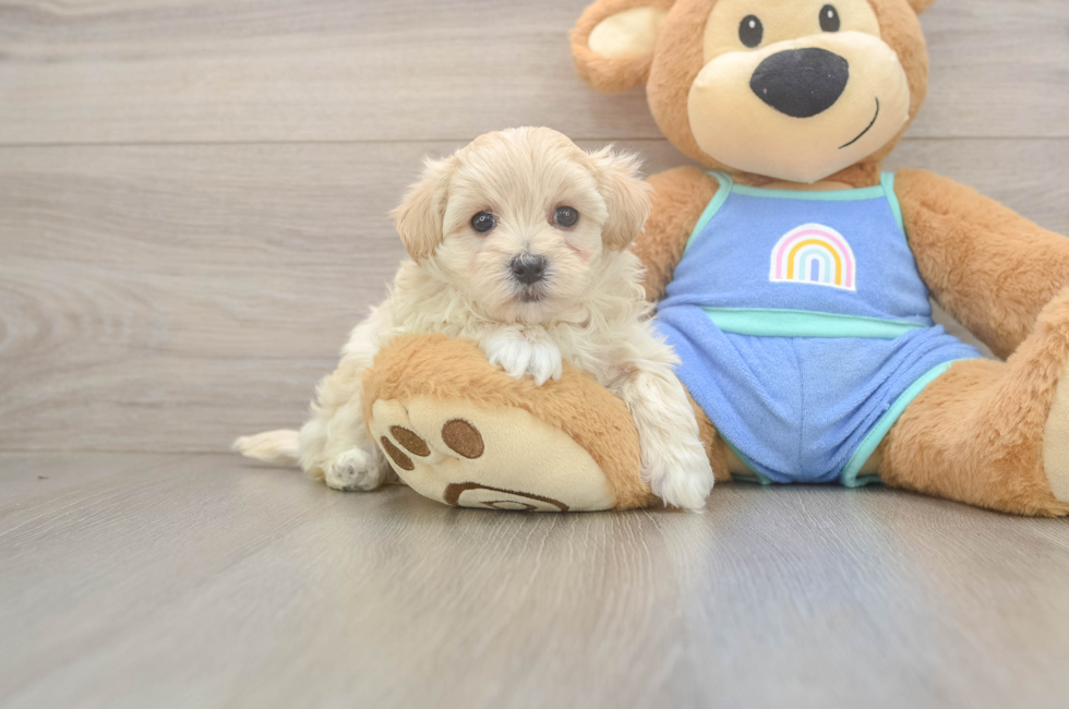 5 week old Maltipoo Puppy For Sale - Florida Fur Babies