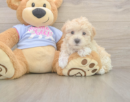 7 week old Maltipoo Puppy For Sale - Florida Fur Babies