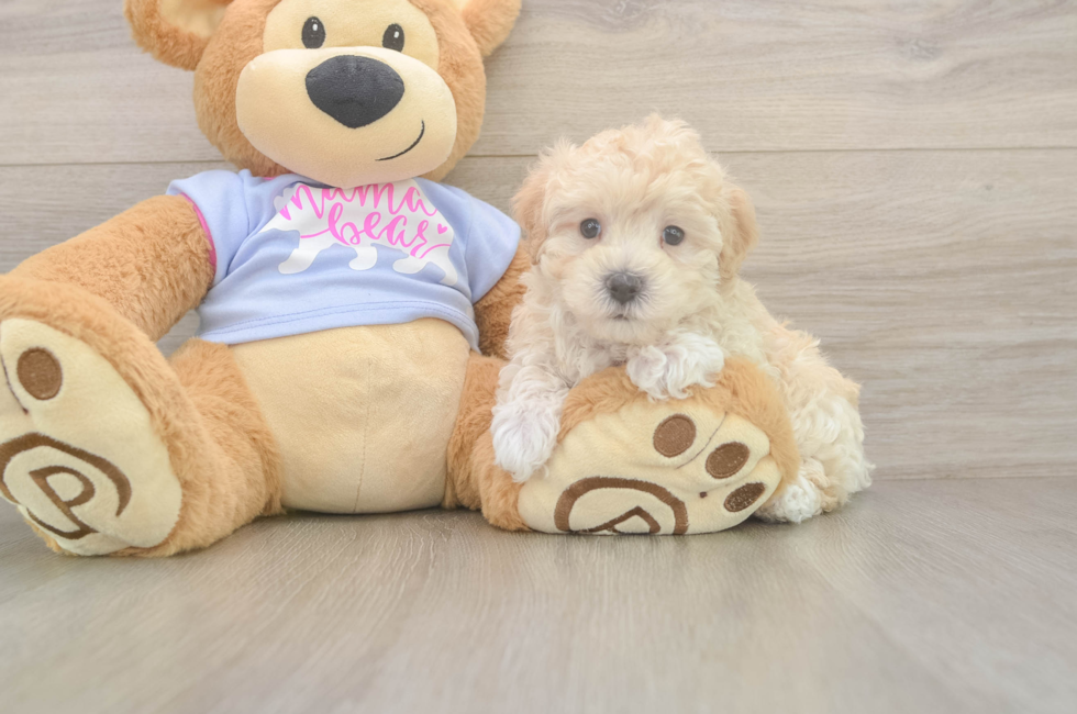 5 week old Maltipoo Puppy For Sale - Florida Fur Babies