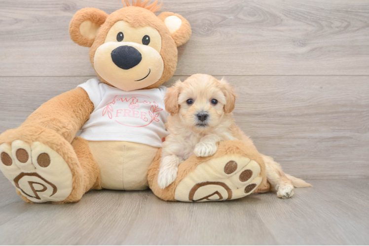 Small Maltipoo Baby