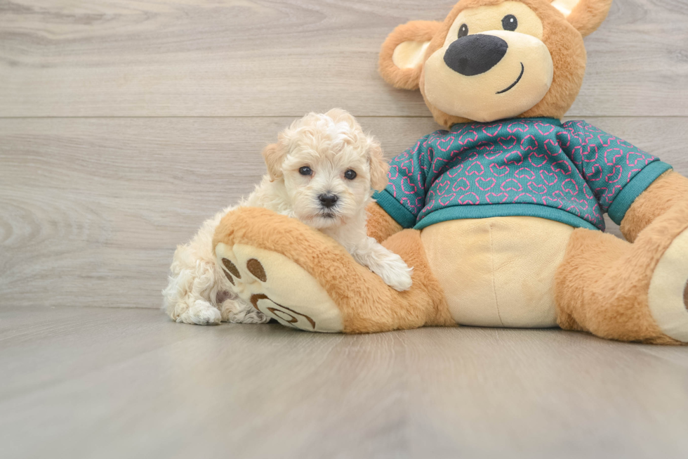 Maltipoo Pup Being Cute