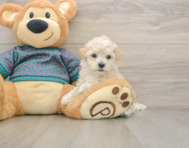 7 week old Maltipoo Puppy For Sale - Florida Fur Babies