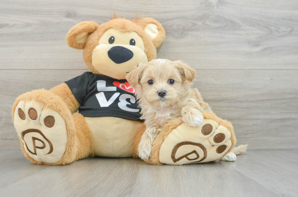 6 week old Maltipoo Puppy For Sale - Florida Fur Babies