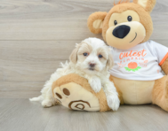 8 week old Maltipoo Puppy For Sale - Florida Fur Babies