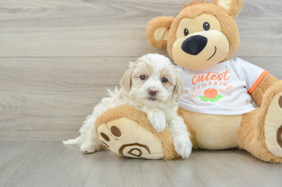 5 week old Maltipoo Puppy For Sale - Florida Fur Babies