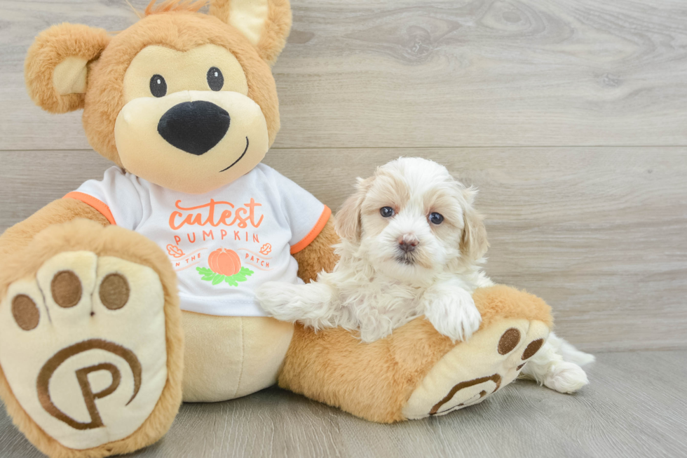 Little Malt a Poo Poodle Mix Puppy