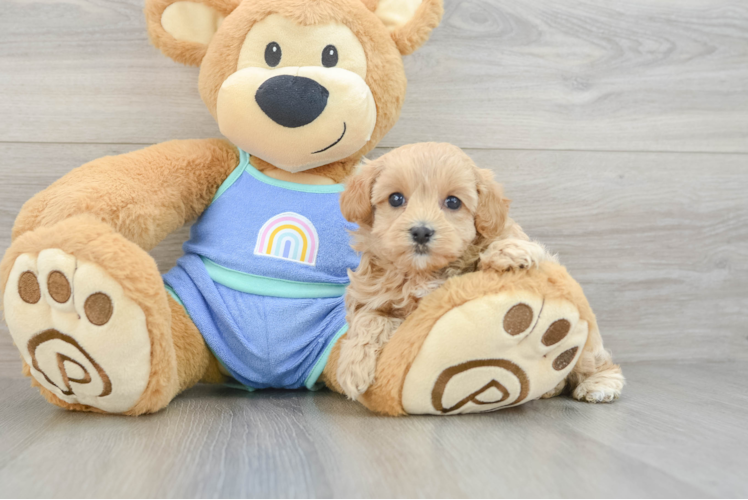 Petite Maltipoo Poodle Mix Pup