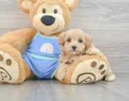 7 week old Maltipoo Puppy For Sale - Florida Fur Babies