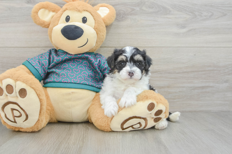 5 week old Maltipoo Puppy For Sale - Florida Fur Babies