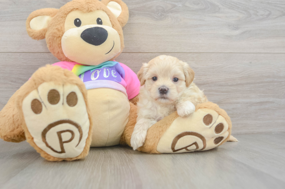 5 week old Maltipoo Puppy For Sale - Florida Fur Babies