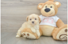 Maltipoo Pup Being Cute