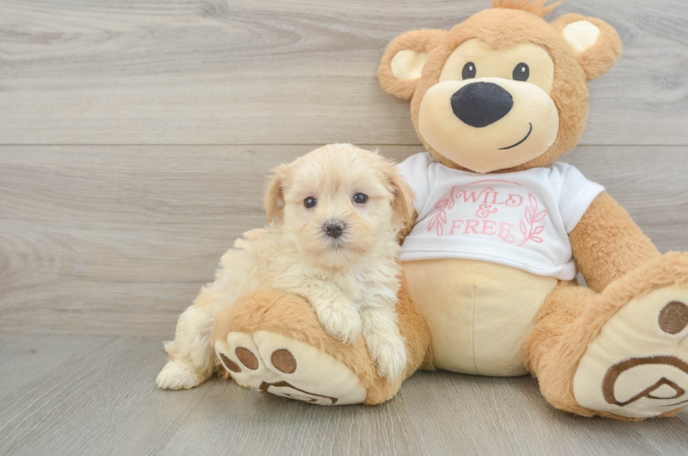 6 week old Maltipoo Puppy For Sale - Florida Fur Babies