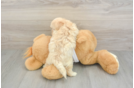 Fluffy Maltipoo Poodle Mix Pup