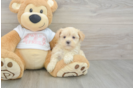 Small Maltipoo Baby