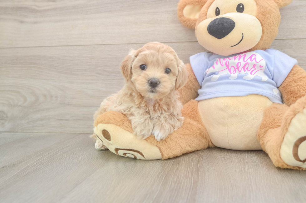 5 week old Maltipoo Puppy For Sale - Florida Fur Babies