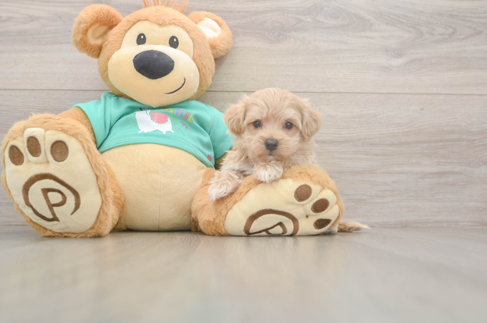 5 week old Maltipoo Puppy For Sale - Florida Fur Babies