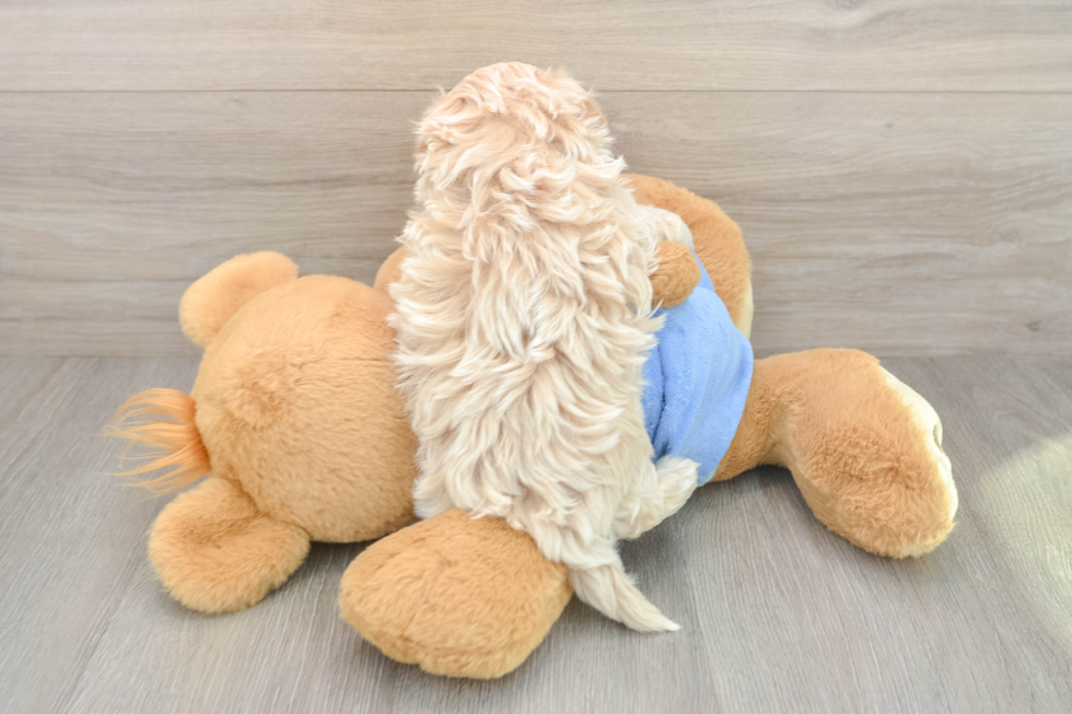 Maltipoo Puppy for Adoption