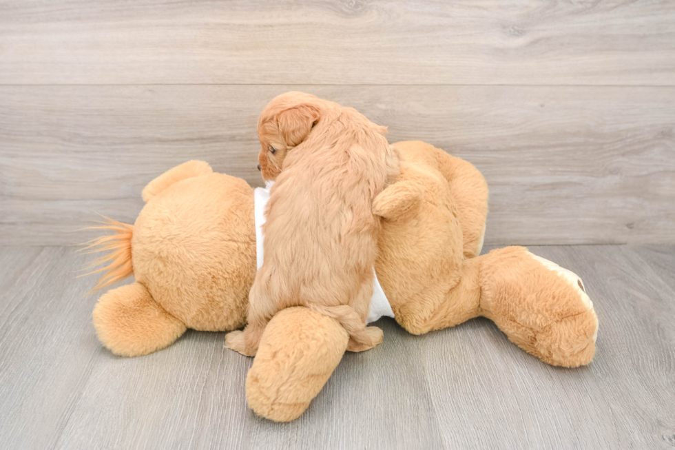 Hypoallergenic Malt a Poo Poodle Mix Puppy