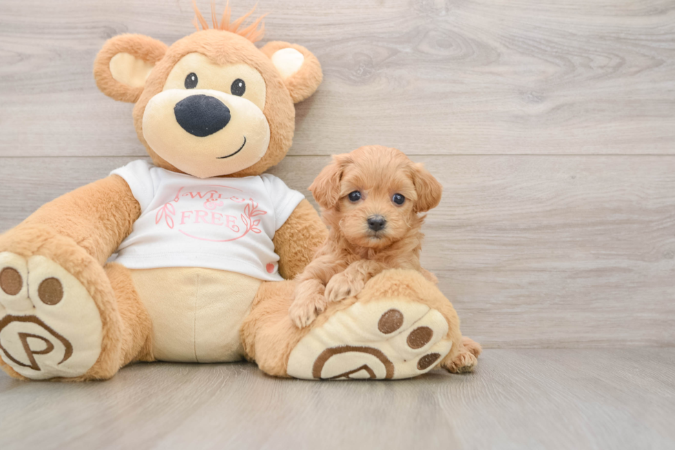 Playful Maltidoodle Poodle Mix Puppy
