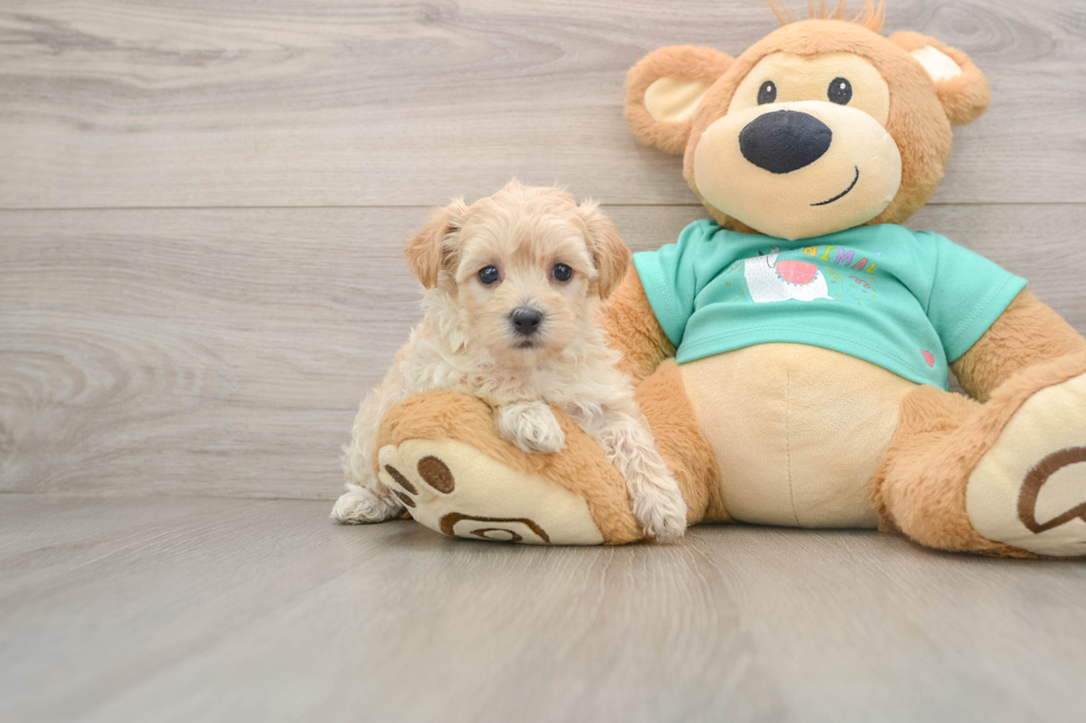 Small Maltipoo Baby