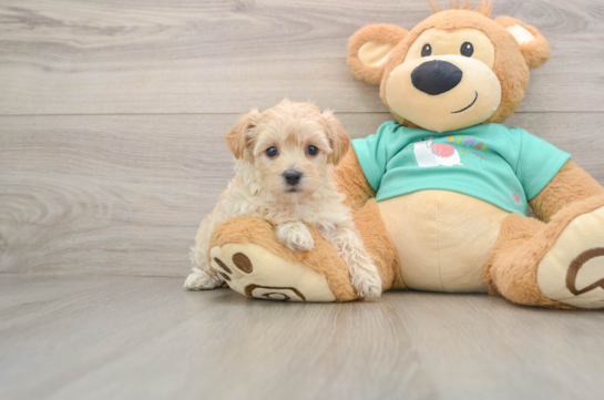 Small Maltipoo Baby
