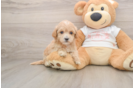 Small Maltipoo Baby