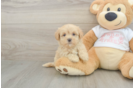 Maltipoo Puppy for Adoption