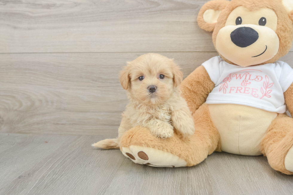 Maltipoo Puppy for Adoption