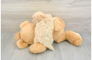 Best Maltipoo Baby