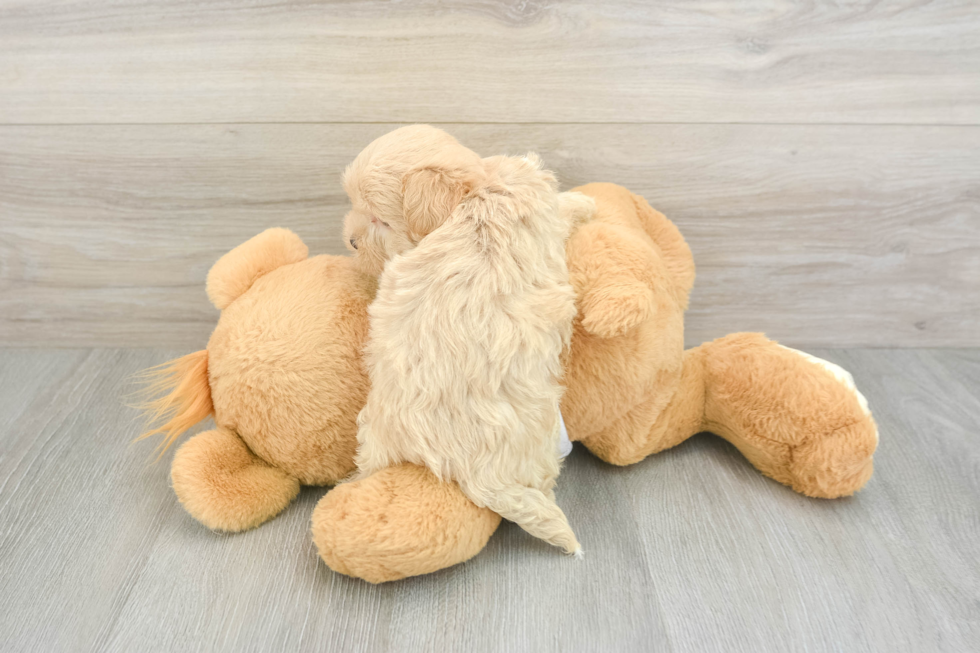 Best Maltipoo Baby