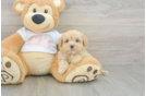 Best Maltipoo Baby