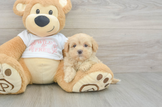 Best Maltipoo Baby