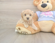 7 week old Maltipoo Puppy For Sale - Florida Fur Babies
