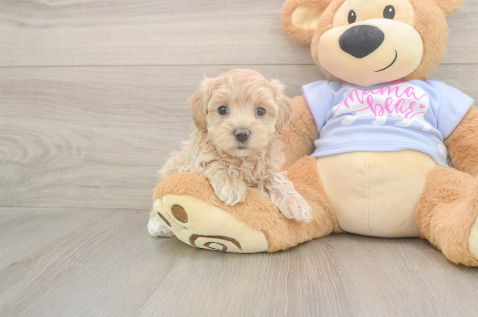 5 week old Maltipoo Puppy For Sale - Florida Fur Babies