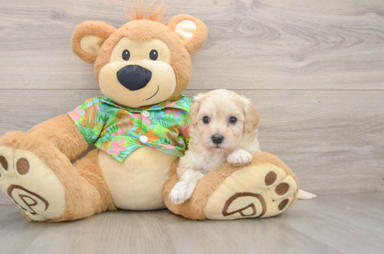 Best Maltipoo Baby