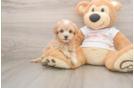 Maltipoo Pup Being Cute