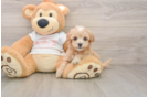 Cute Maltipoo Baby