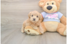 Funny Maltipoo Poodle Mix Pup