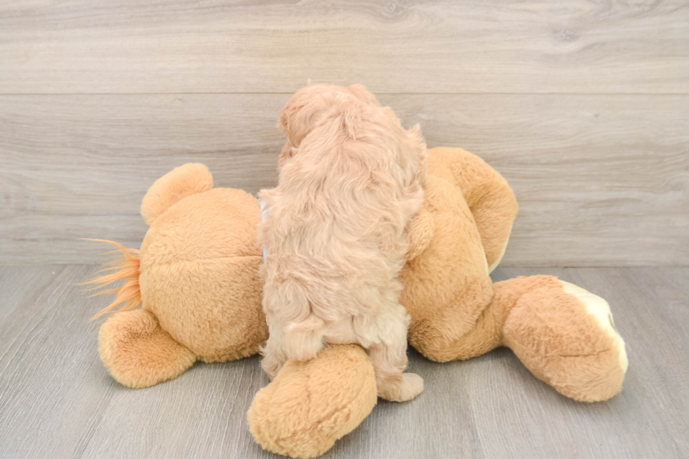 Friendly Maltipoo Baby