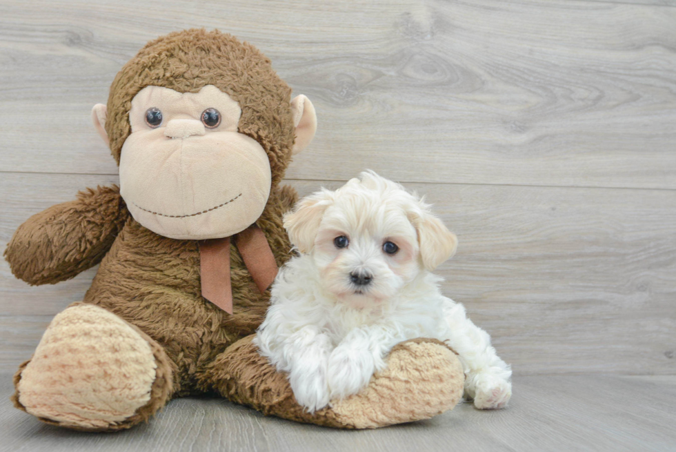 Adorable Maltepoo Poodle Mix Puppy