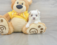 10 week old Maltipoo Puppy For Sale - Florida Fur Babies