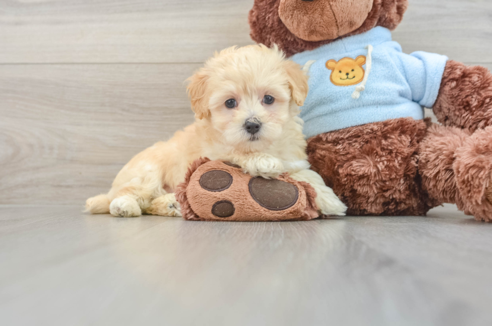 8 week old Maltipoo Puppy For Sale - Florida Fur Babies